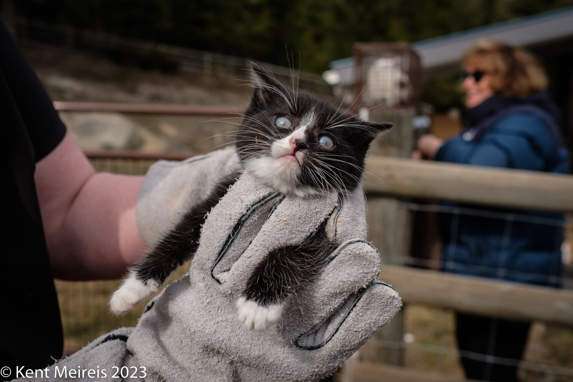 Black and white feral cats